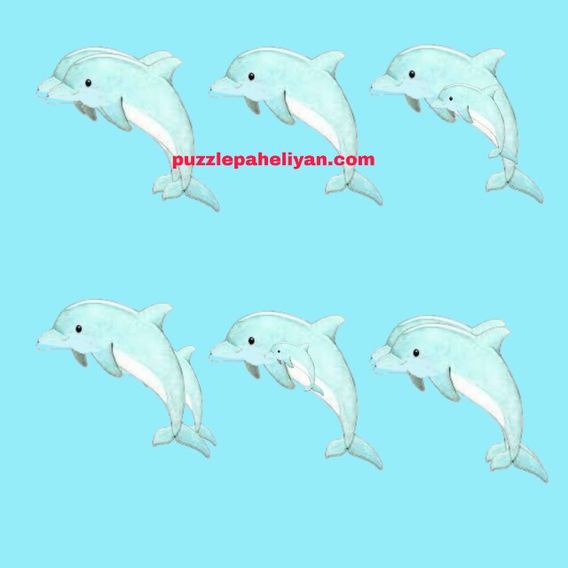 How Many Dolphins Do You See Riddle