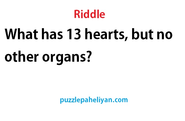What has 13 hearts but no other organs riddle