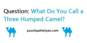 What Do You Call a Three Humped Camel Riddle